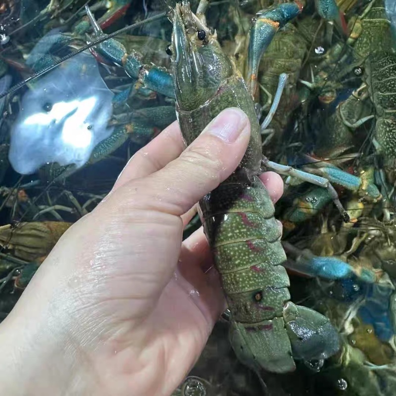 澳洲龙虾苗淡水龙虾苗基地直发提供技术指导欢迎咨询