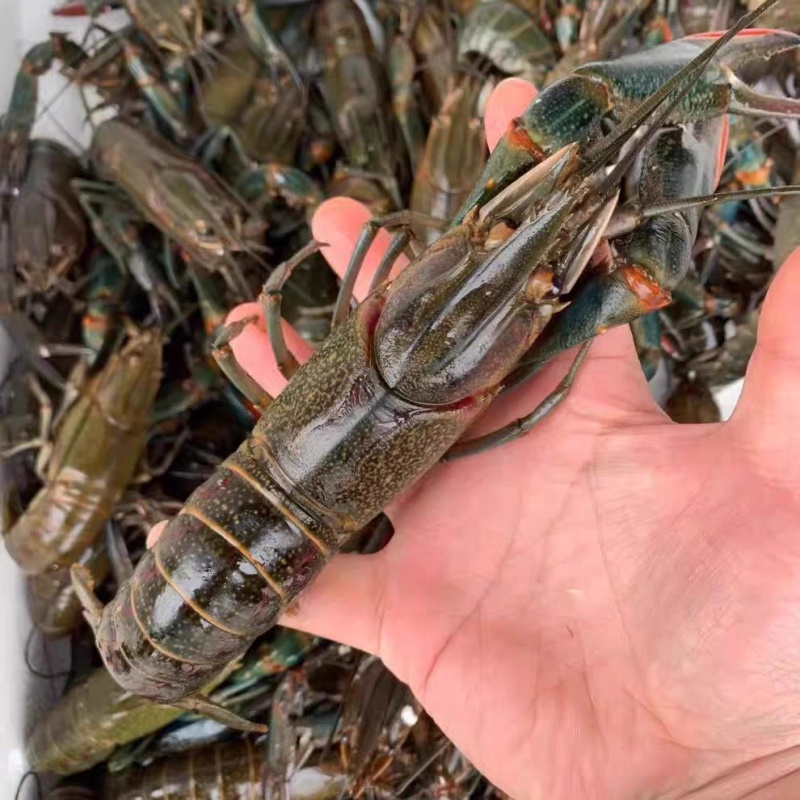 澳洲龙虾苗淡水龙虾苗基地直发提供技术指导欢迎咨询