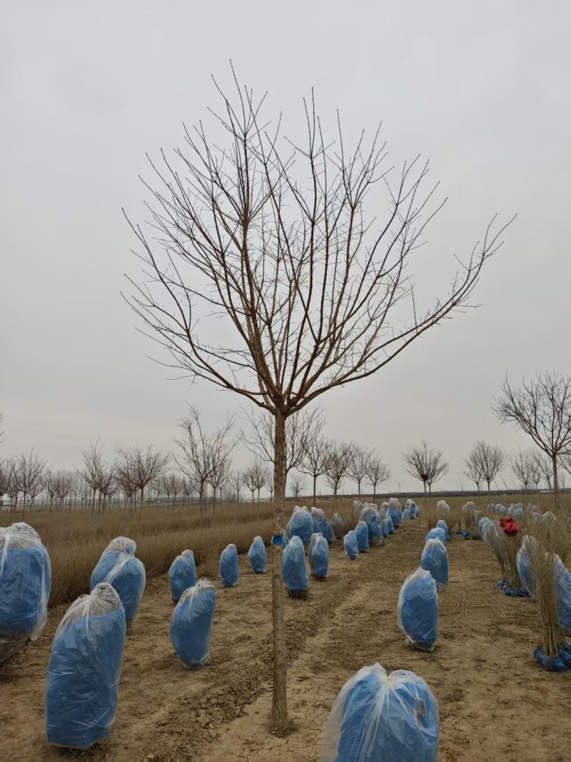 河北定州流苏树绿化苗木花灌木树苗行道树景观树现挖现卖