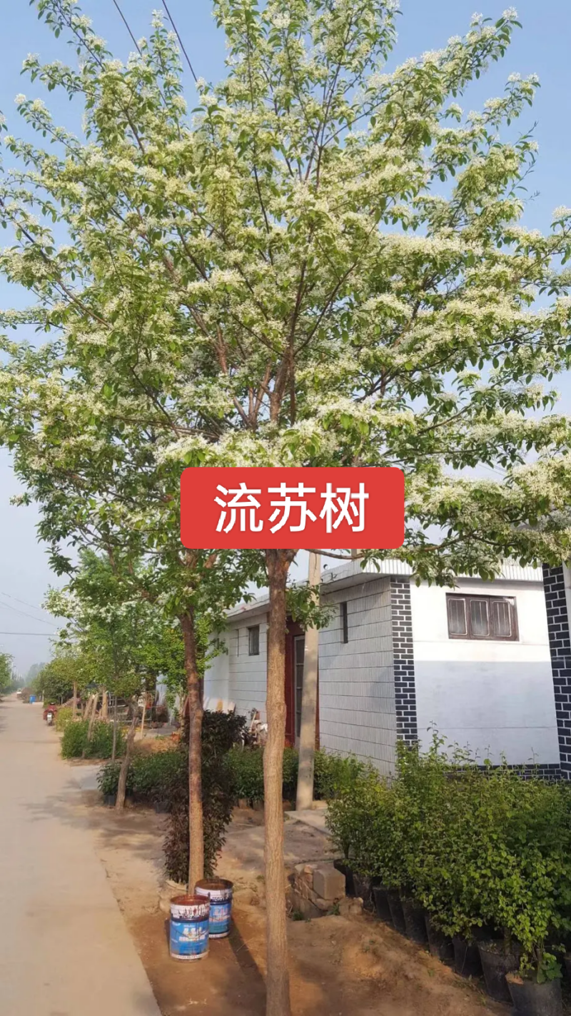 河北定州流苏树绿化苗木花灌木树苗行道树景观树现挖现卖