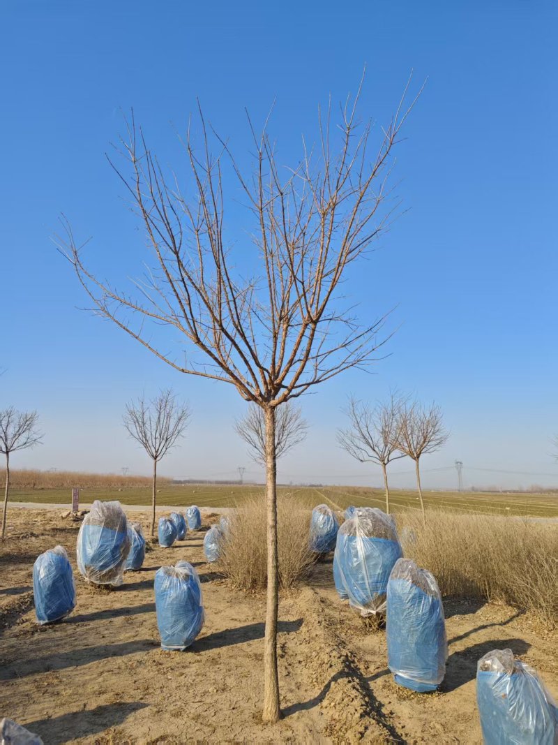河北定州流苏树绿化苗木花灌木树苗行道树景观树现挖现卖