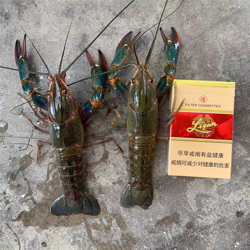 澳洲淡水龙虾苗养殖基地直发货源充足欢迎致电