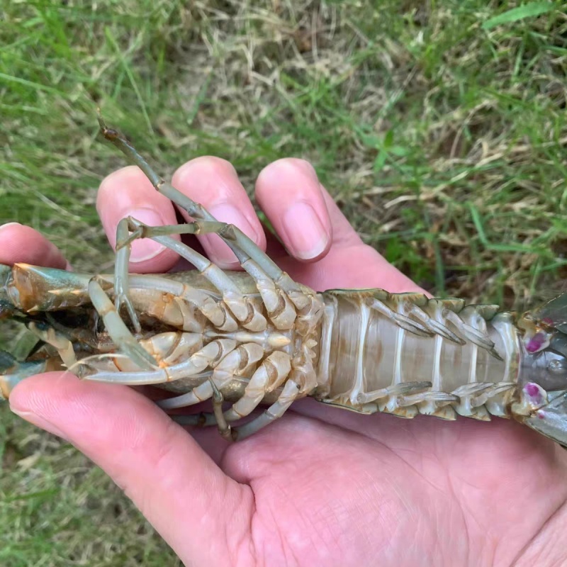 澳洲淡水龙虾苗养殖基地直发货源充足欢迎致电