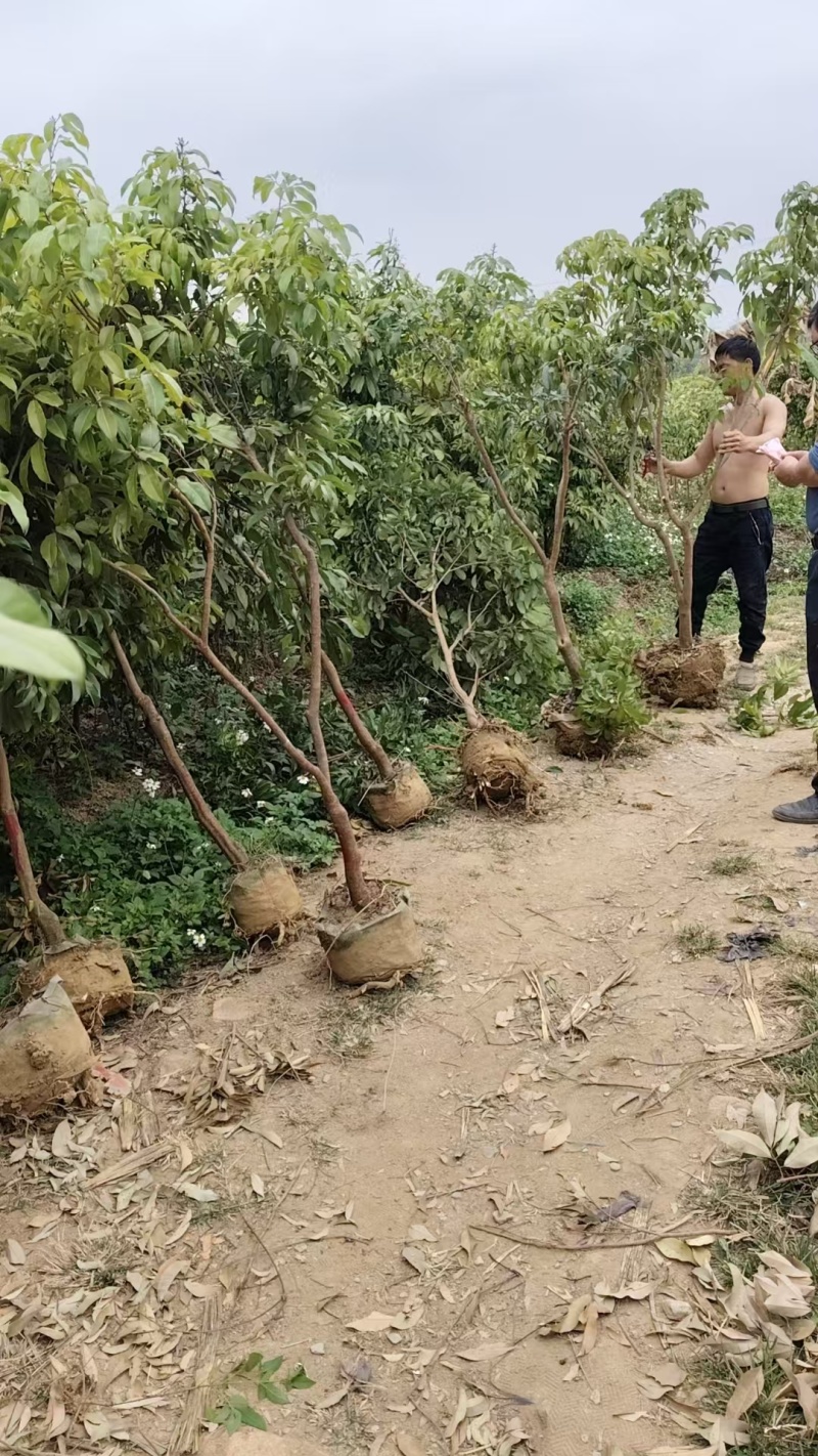 基岗仙进奉嫁接苗