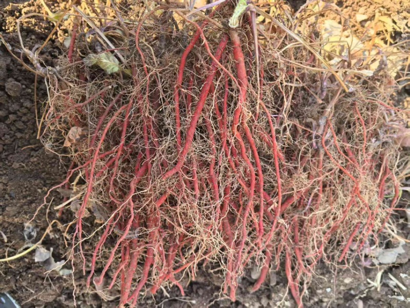 山东优质丹参苗，成活率高，根系发达，产地直发