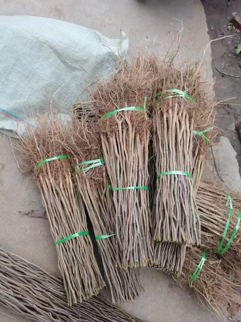 杜仲树苗/现挖现发/量大价优