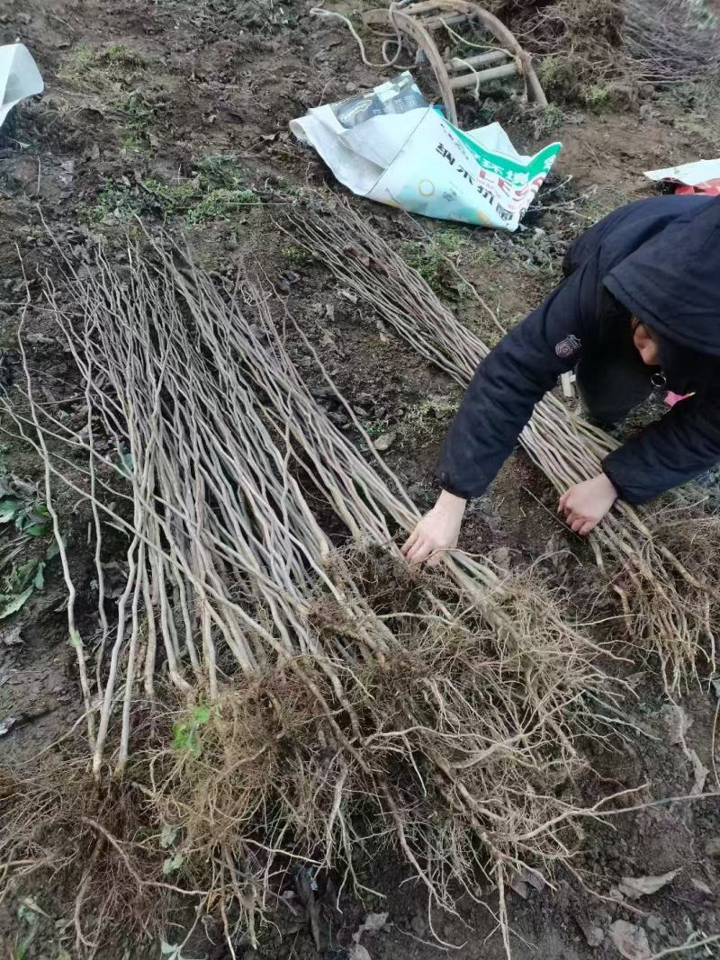 杜仲树苗/现挖现发/量大价优