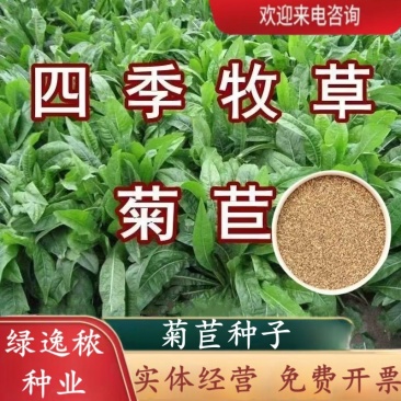 将军菊苣种子大叶菊苣种籽多年生四季牧草猪牛羊鸡鸭鹅鱼草籽