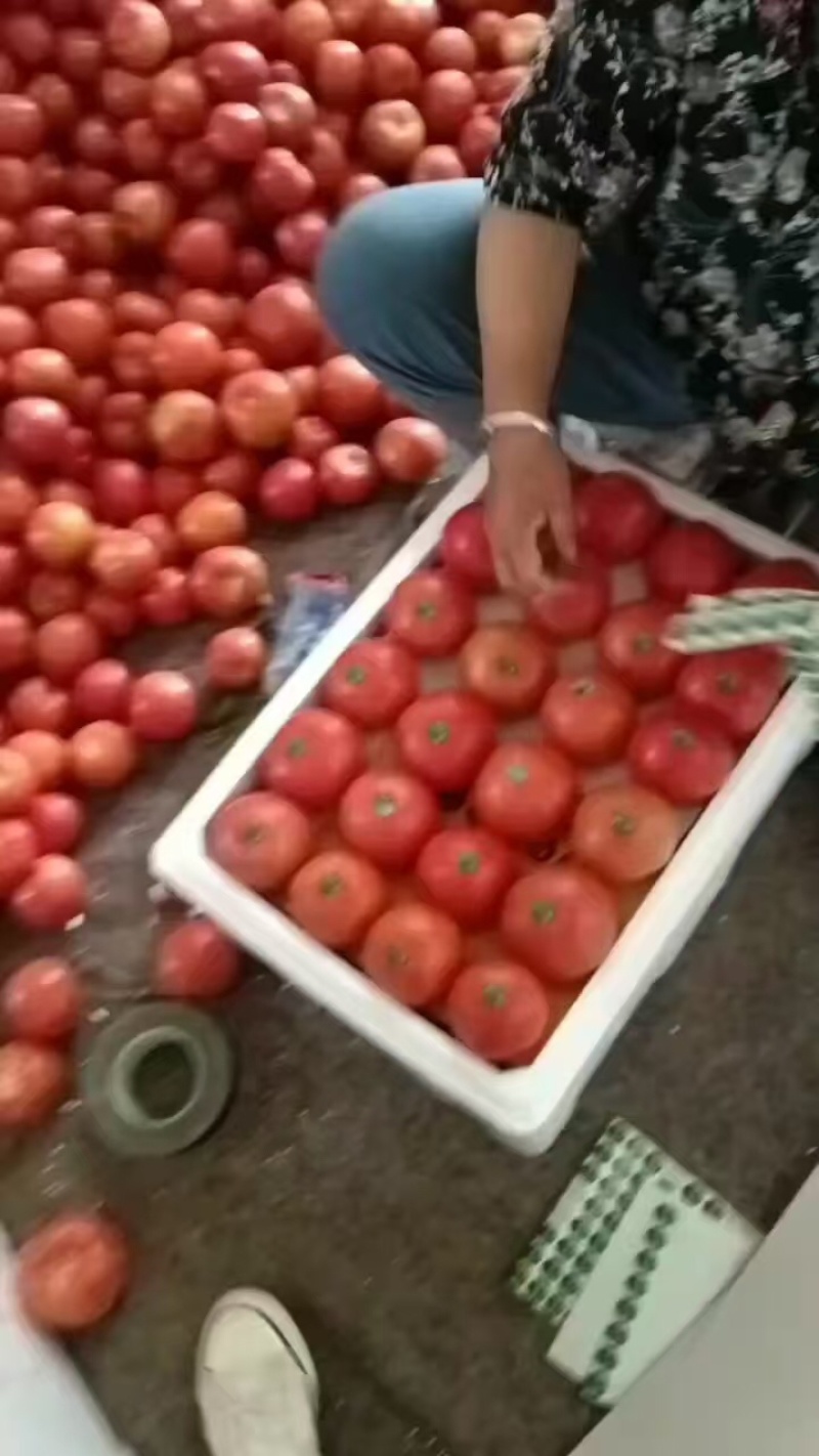 精品西红柿大量上市，货源充足.质量保证.全国各地代收代发