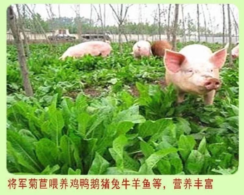将军菊苣种子大叶菊苣种籽多年生四季牧草猪牛羊鸡鸭鹅鱼草籽