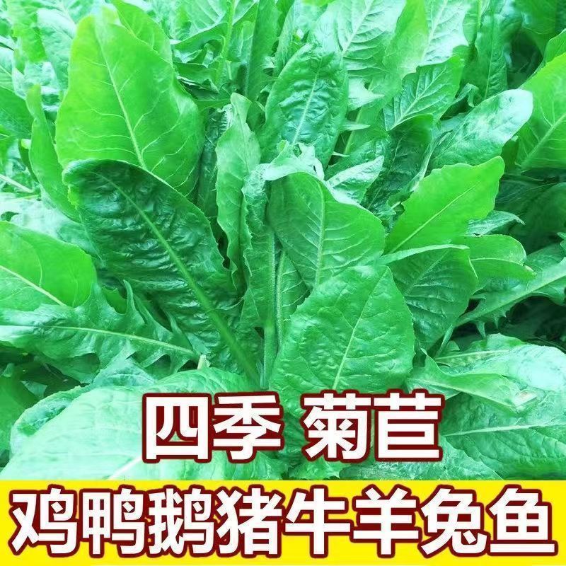 将军菊苣种子大叶菊苣种籽多年生四季牧草猪牛羊鸡鸭鹅鱼草籽