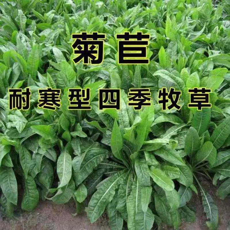 将军菊苣种子大叶菊苣种籽多年生四季牧草猪牛羊鸡鸭鹅鱼草籽