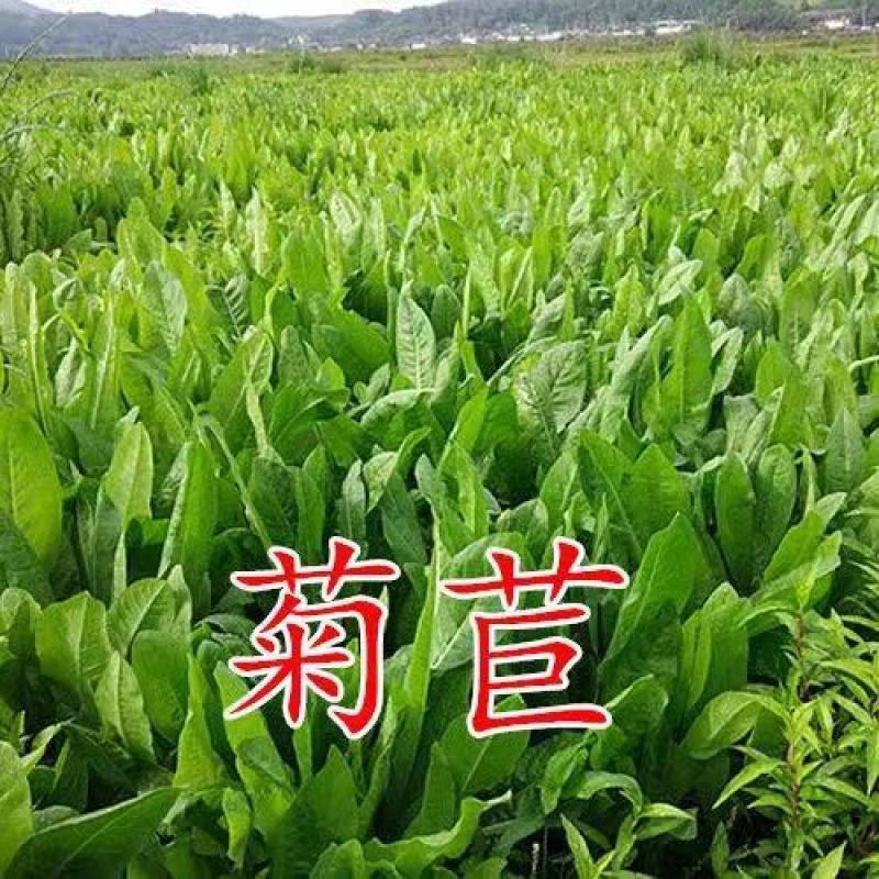 将军菊苣种子大叶菊苣种籽多年生四季牧草猪牛羊鸡鸭鹅鱼草籽
