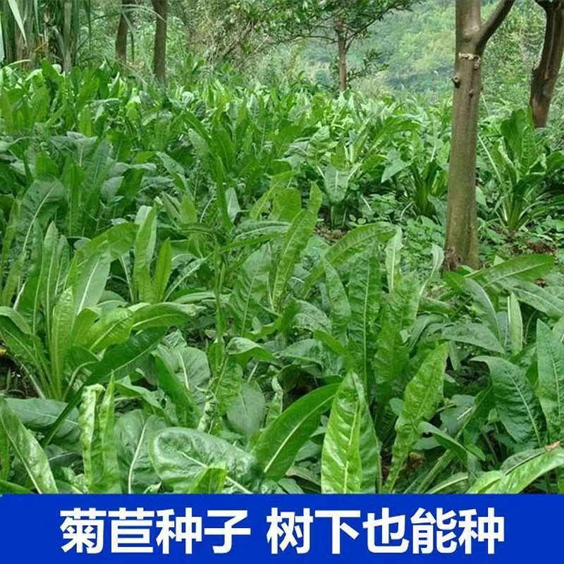 将军菊苣种子大叶菊苣种籽多年生四季牧草猪牛羊鸡鸭鹅鱼草籽