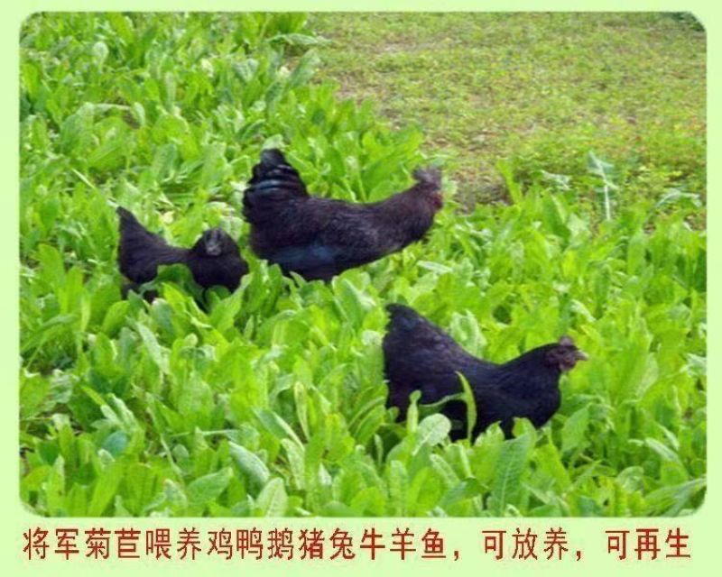 将军菊苣种子大叶菊苣种籽多年生四季牧草猪牛羊鸡鸭鹅鱼草籽