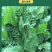 将军菊苣种子大叶菊苣种籽多年生四季牧草猪牛羊鸡鸭鹅鱼草籽