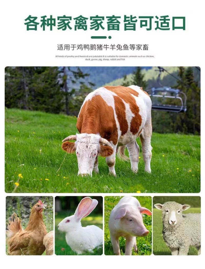 将军菊苣种子大叶菊苣种籽多年生四季牧草猪牛羊鸡鸭鹅鱼草籽
