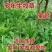 将军菊苣种子大叶菊苣种籽多年生四季牧草猪牛羊鸡鸭鹅鱼草籽