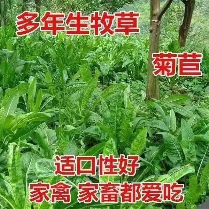 将军菊苣种子大叶菊苣种籽多年生四季牧草猪牛羊鸡鸭鹅鱼草籽