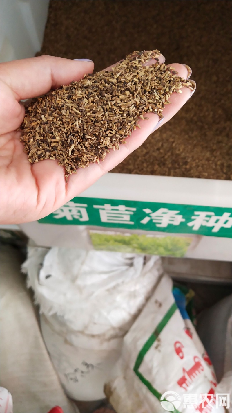 将军菊苣种子大叶菊苣种籽多年生四季牧草猪牛羊鸡鸭鹅鱼草籽