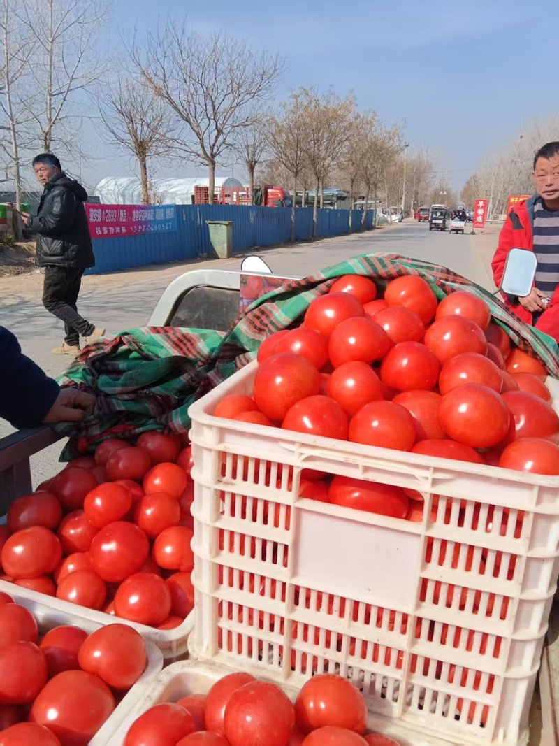 精品硬粉西红柿大量上市货源充足，质量保证实力代收产地直发
