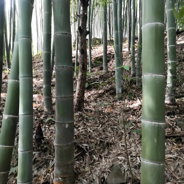 大楠竹
