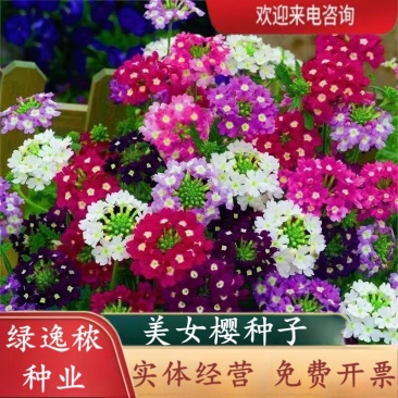美女樱种子孑籽苗花苗四季种开花盆栽阳台庭院室内外易种活花