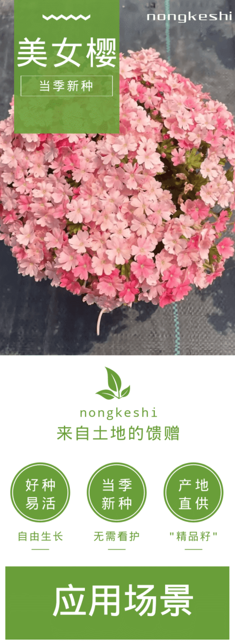 美女樱种子孑籽苗花苗四季种开花盆栽阳台庭院室内外易种活花