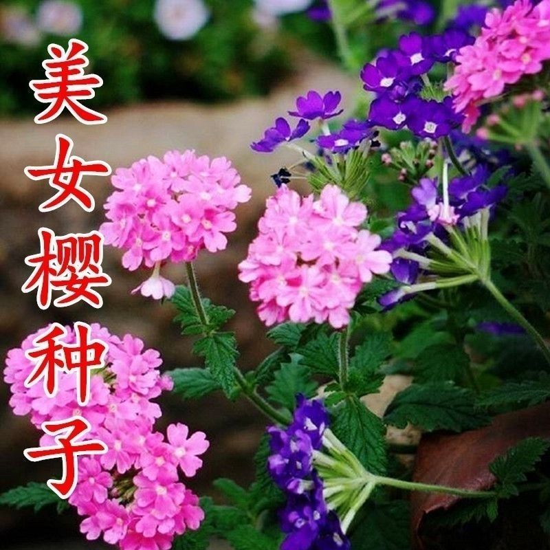 美女樱种子孑籽苗花苗四季种开花盆栽阳台庭院室内外易种活花