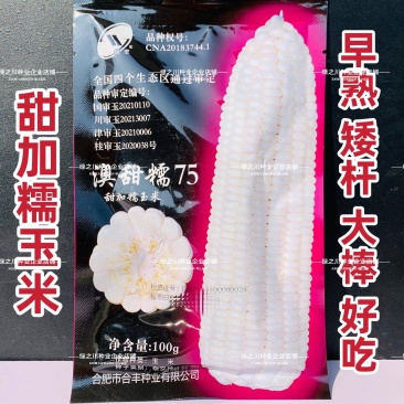 澳甜糯75玉米种子大棒甜加糯玉米种子鲜食白糯玉米种籽
