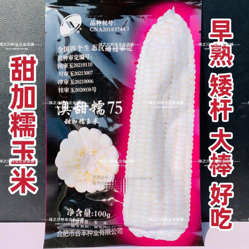 澳甜糯75玉米种子大棒甜加糯玉米种子鲜食白糯玉米种籽