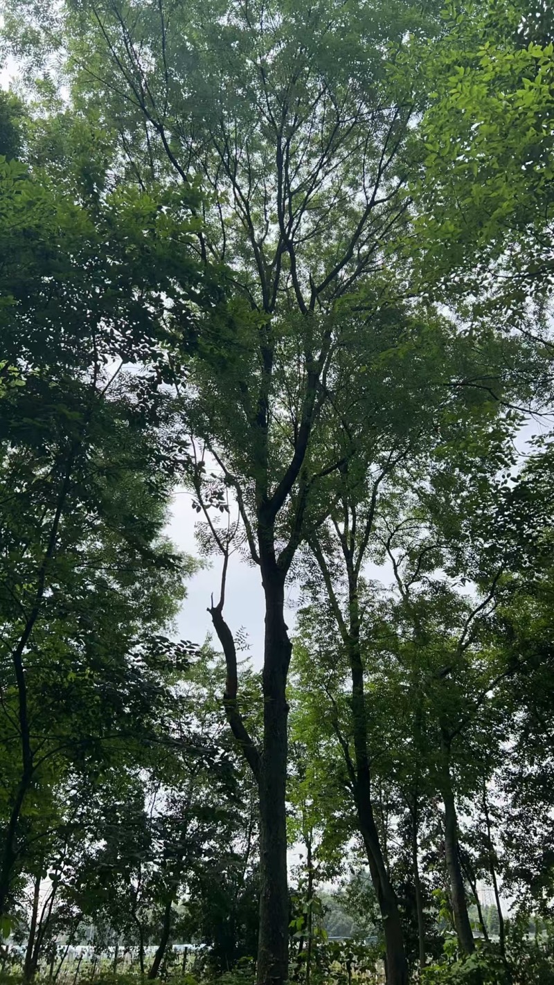 黄连木