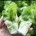 我想出售儿菜，走量1500起