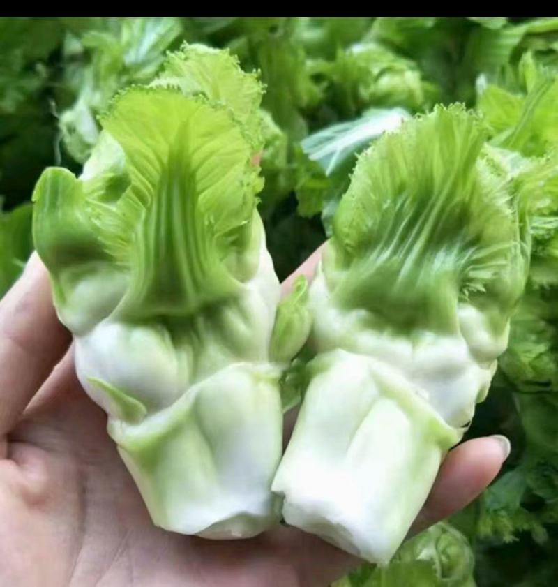 我想出售儿菜，走量1500起