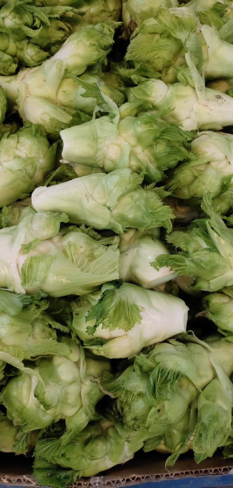 我想出售儿菜，走量1500起