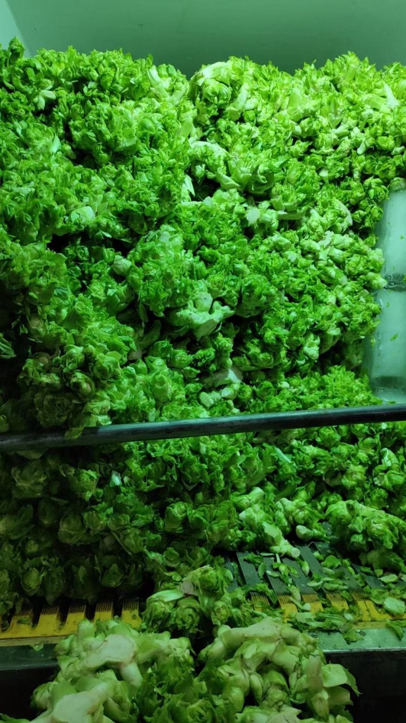 我想出售儿菜，走量1500起