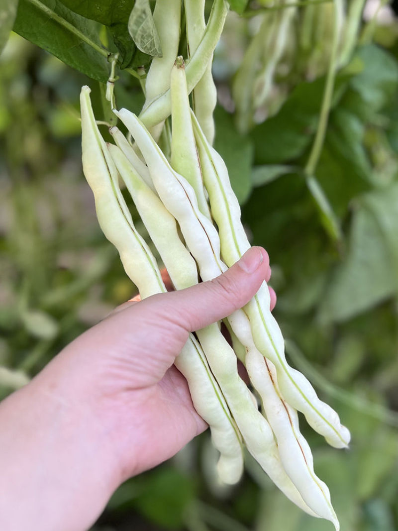 富硕十号架豆种子眉豆四季豆菜豆种籽中早熟蔓生肉厚无纤维