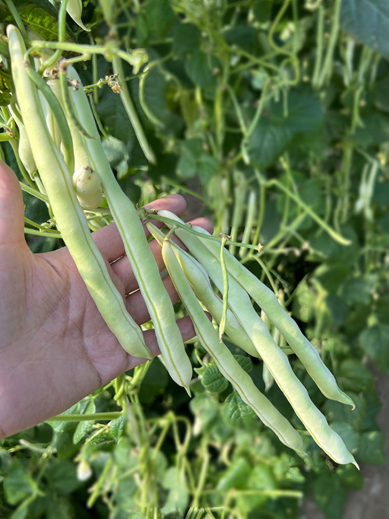 富硕十号架豆种子眉豆四季豆菜豆种籽中早熟蔓生肉厚无纤维