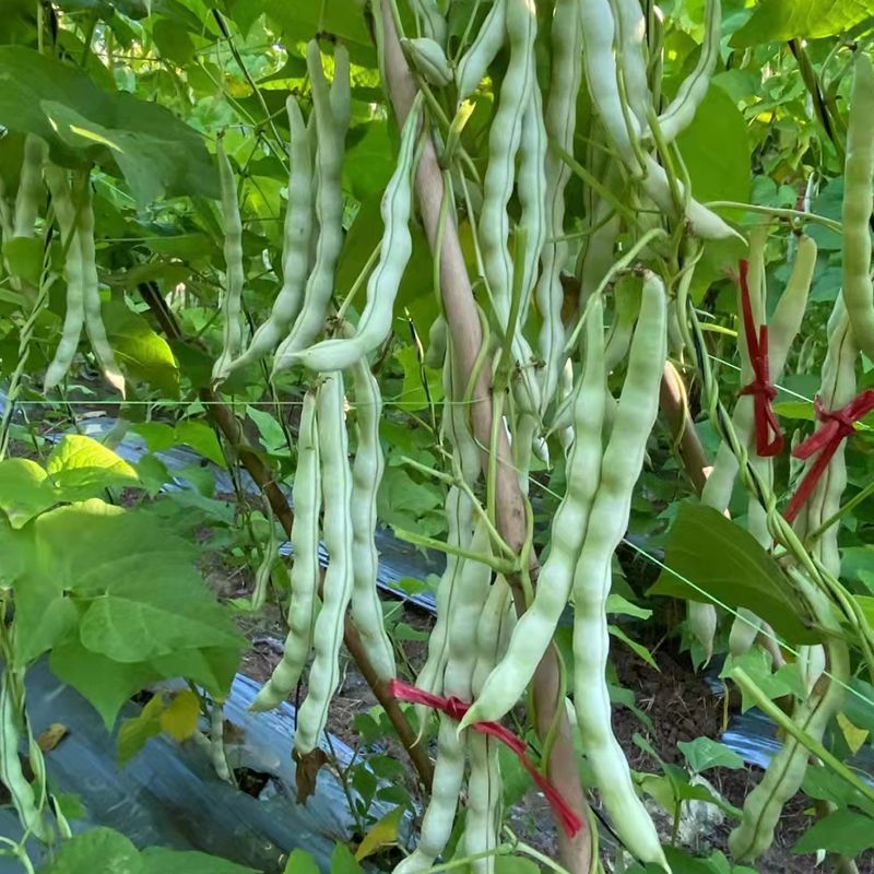富硕十号架豆种子眉豆四季豆菜豆种籽中早熟蔓生肉厚无纤维