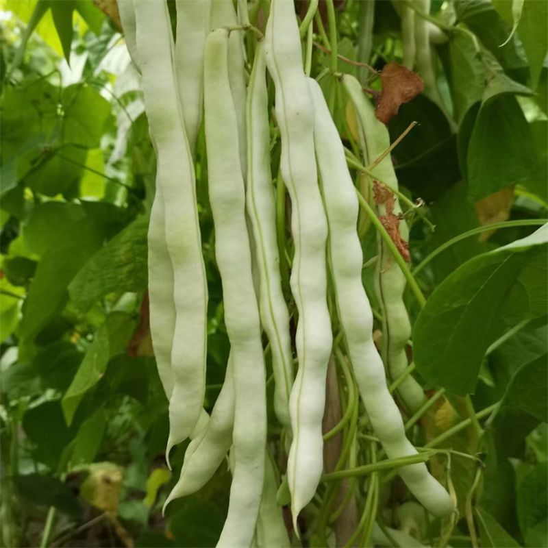 富硕十号架豆种子眉豆四季豆菜豆种籽中早熟蔓生肉厚无纤维