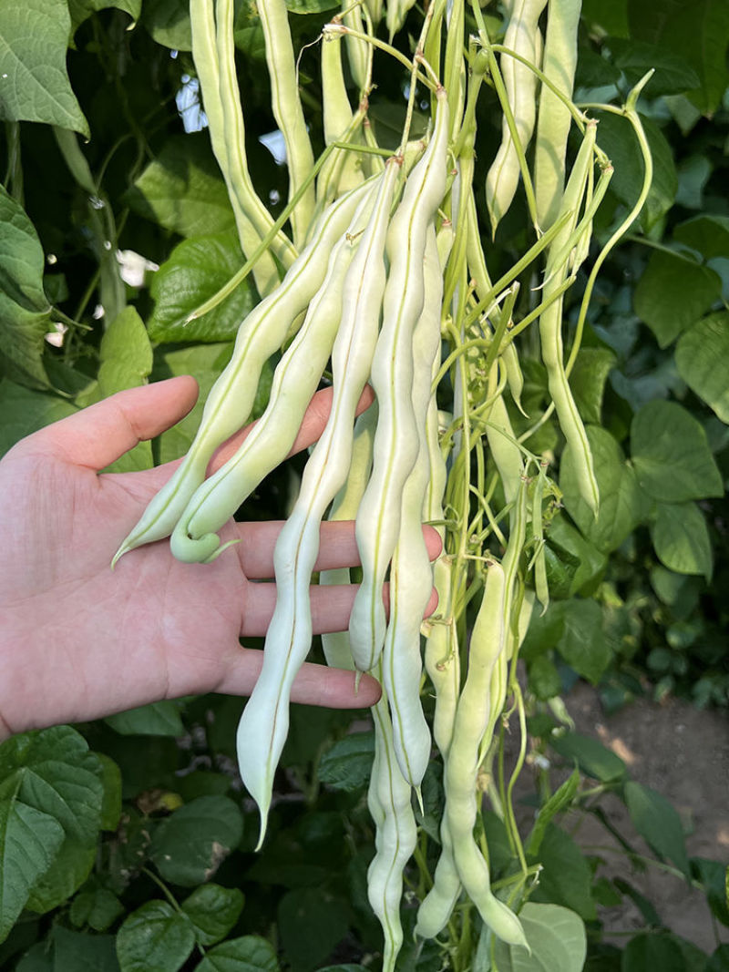 富硕十号架豆种子眉豆四季豆菜豆种籽中早熟蔓生肉厚无纤维