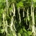 富硕十号架豆种子眉豆四季豆菜豆种籽中早熟蔓生肉厚无纤维