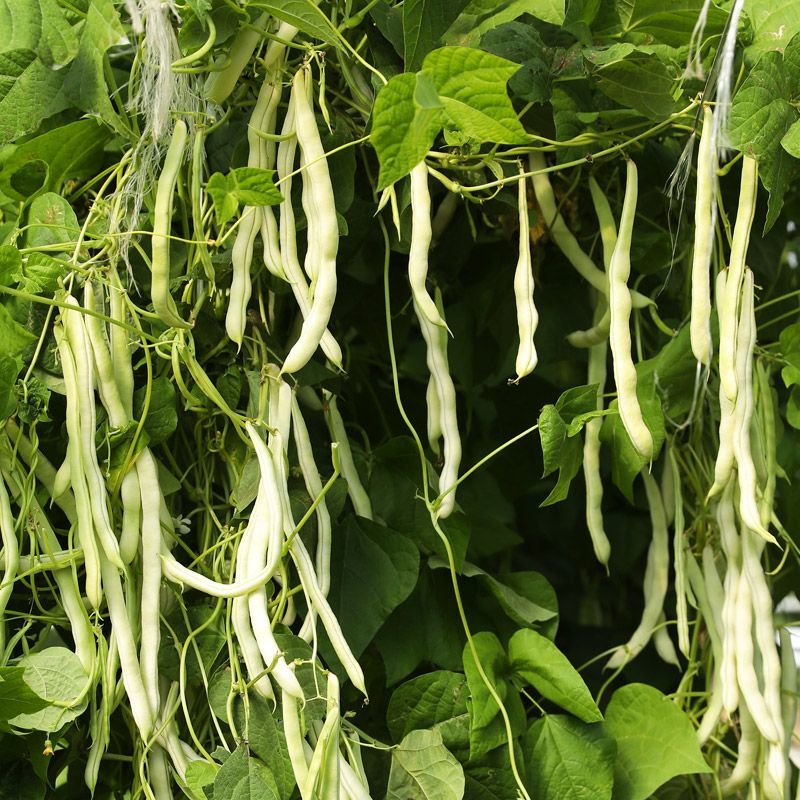 富硕十号架豆种子眉豆四季豆菜豆种籽中早熟蔓生肉厚无纤维