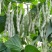 富硕十号架豆种子眉豆四季豆菜豆种籽中早熟蔓生肉厚无纤维