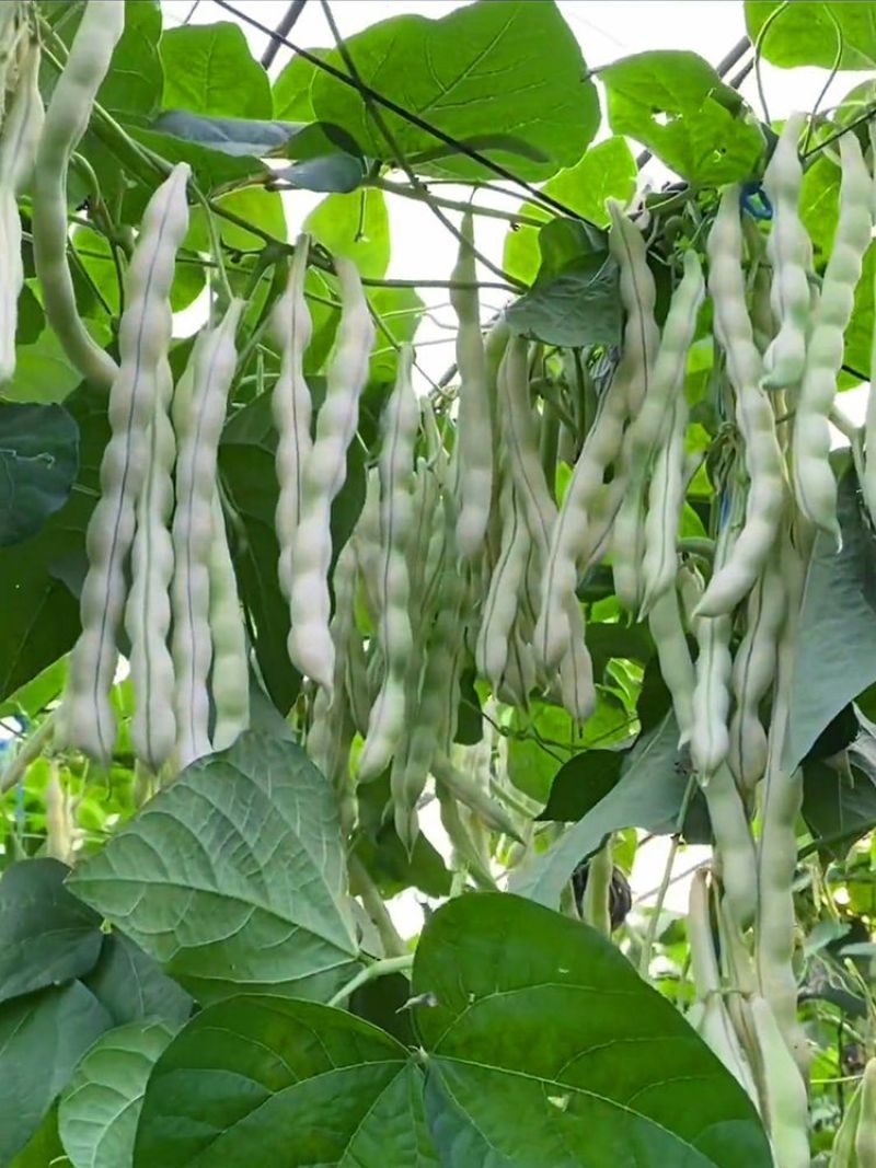 富硕十号架豆种子眉豆四季豆菜豆种籽中早熟蔓生肉厚无纤维