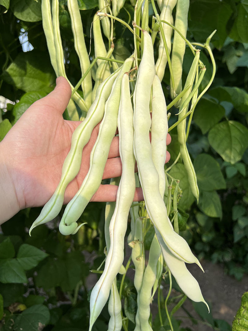 富硕十号架豆种子眉豆四季豆菜豆种籽中早熟蔓生肉厚无纤维