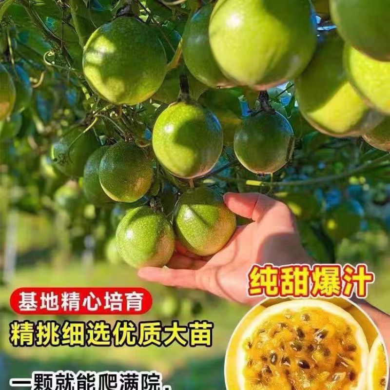百香果苗黄金百香果苗台农百香果苗