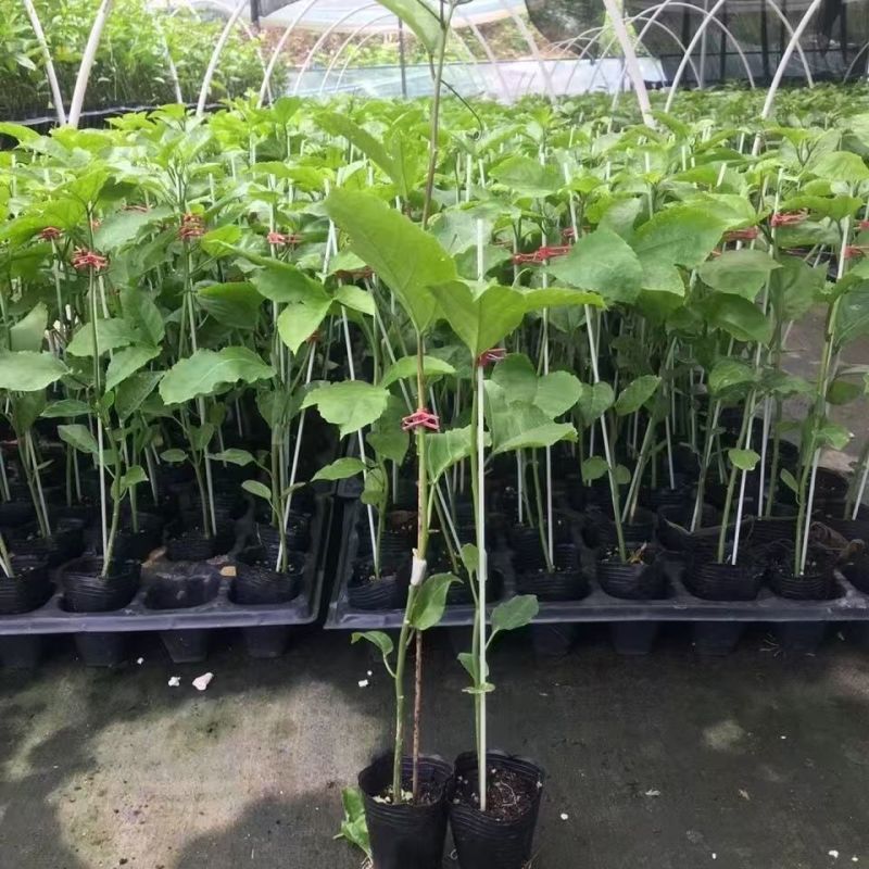 百香果苗黄金百香果苗台农百香果苗