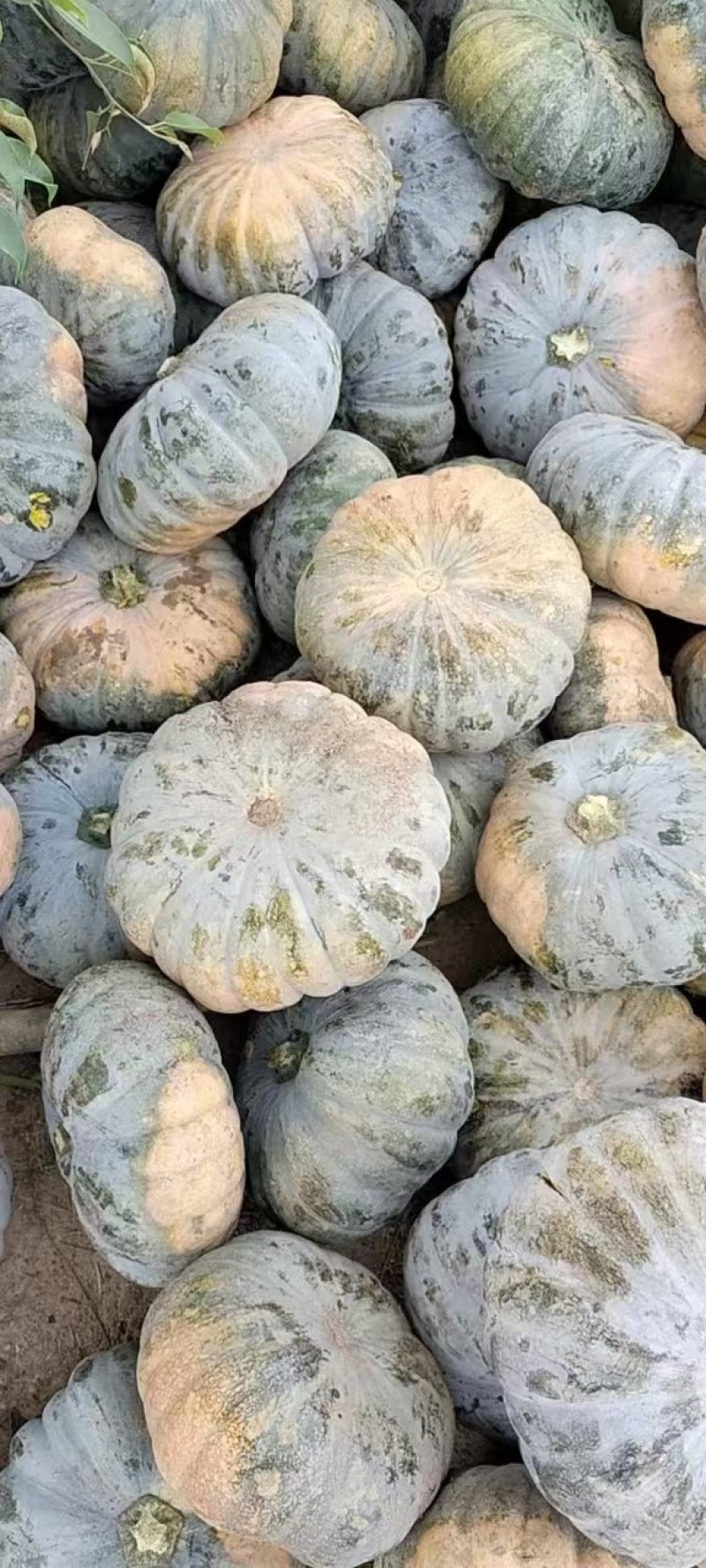 南瓜，黑皮，赖可丽，圆瓜，老南瓜，万亩基地