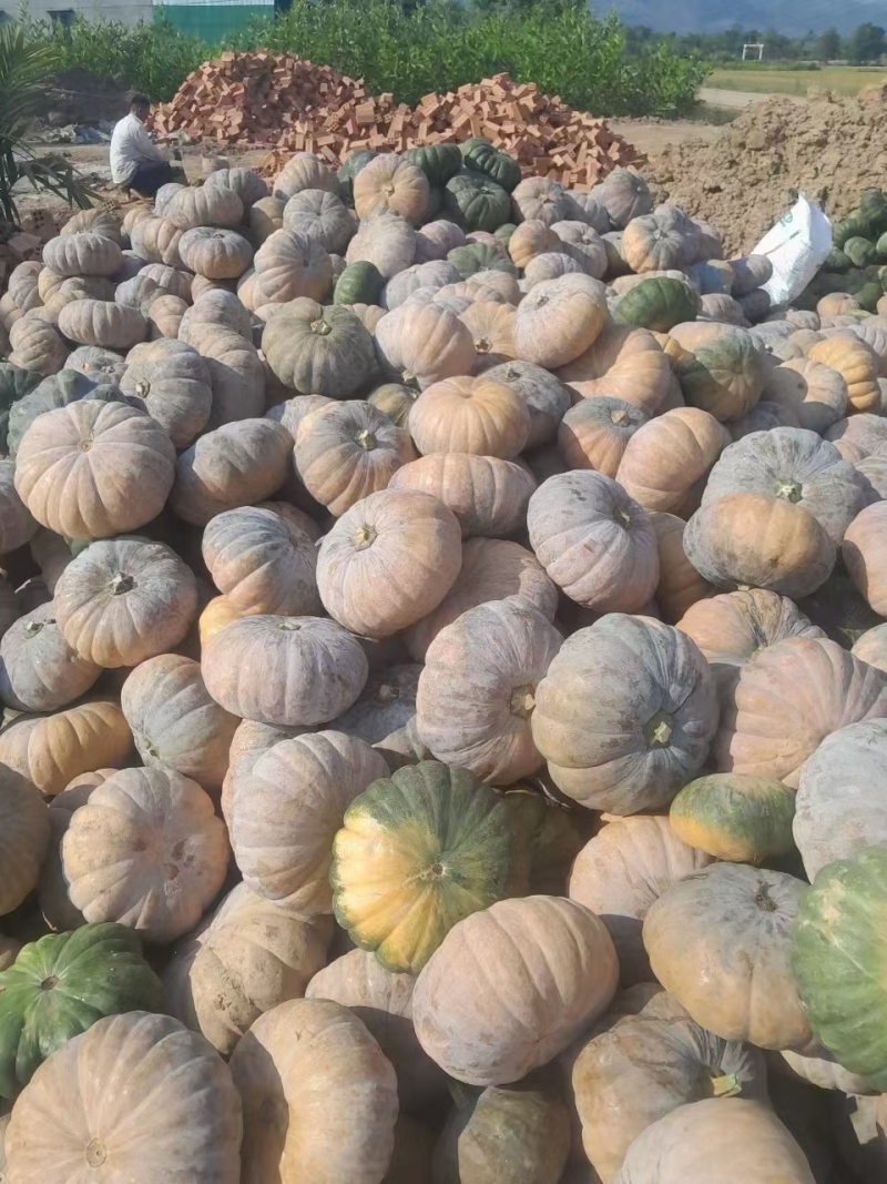 南瓜，黑皮，赖可丽，圆瓜，老南瓜，万亩基地